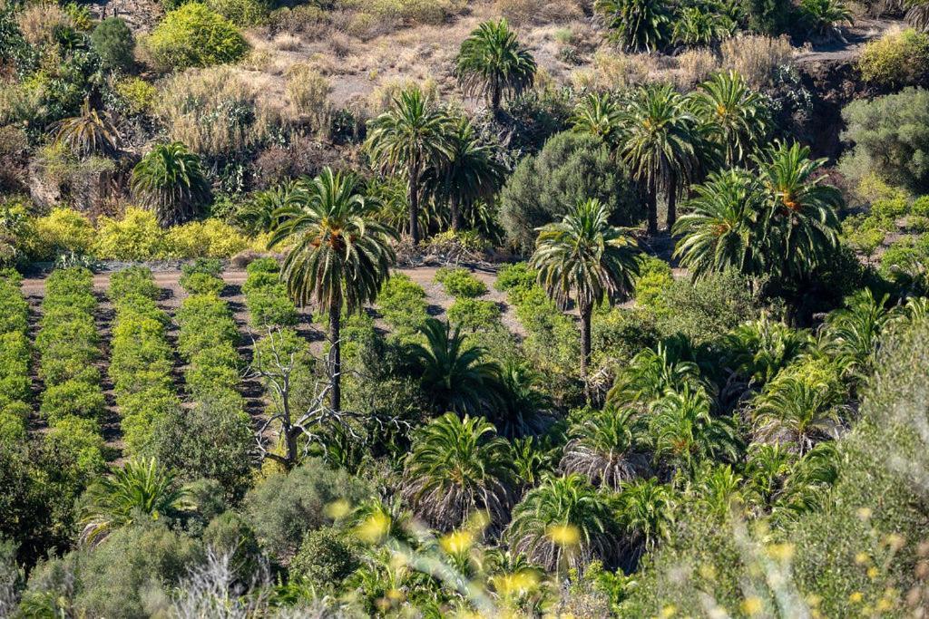 Cosy Bungalow Green Oasis Maspalomas  Exterior photo